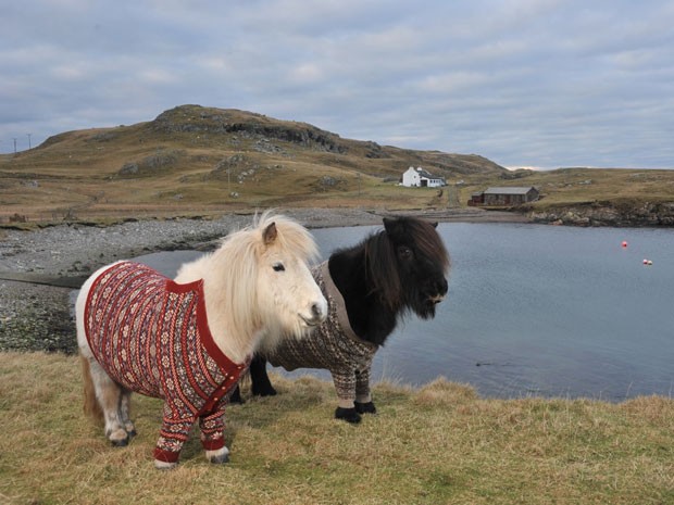 Pôneis Shetland em foto de campanha de turismo da Escócia (Foto: Rob McDougall/Divulgação VisitScotland)