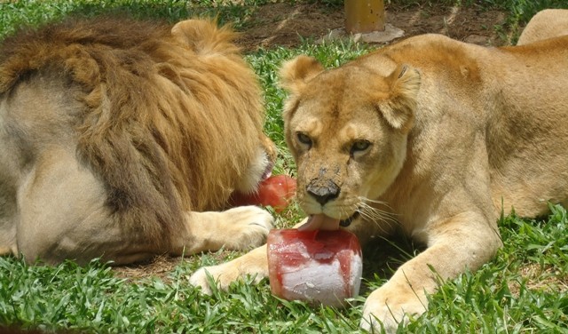 foto_008-2015_acoes_contra_o_calor_menor