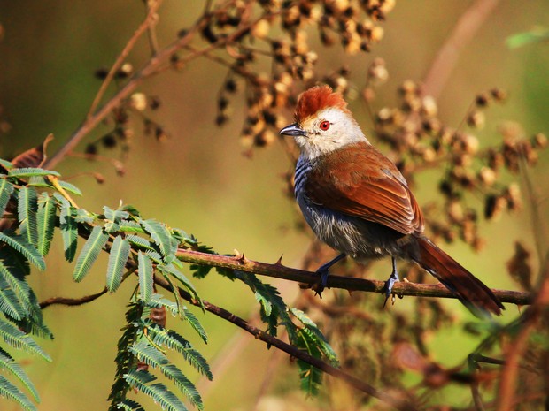 Choca de chapéu vermelho (Thamnophilus ruficapillus), em Mogi das Cruzes (SP). (Foto: Jefferson Leite / Arquivo Pessoal)
