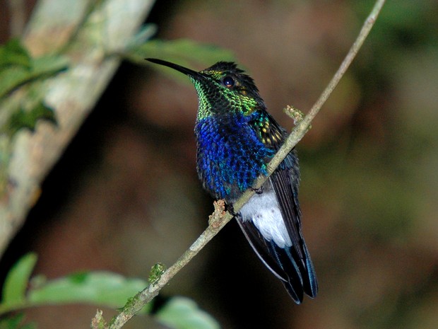 G1 - Beija-flor-tesoura-verde se alimenta de insetos que captura ...