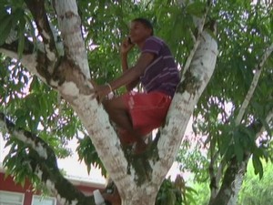 Usuário diz ter que subir em árvore para conseguir sinal de celular  (Foto: Reprodução/TV Amazonas)