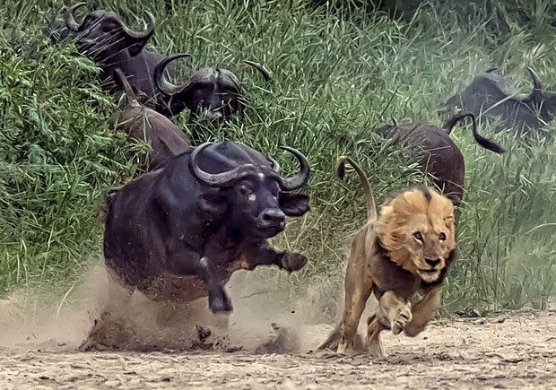 Imagem aproximada mostra o leão batendo em debandada com um dos búfalos em seu encalço (Foto: Dave Woollacott/Caters News)
