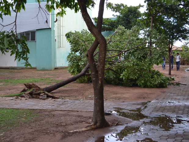 O vento forte arrancou pelo menos 10 árvores na UFT (Foto: Bianca Zanella/Dicom UFT)