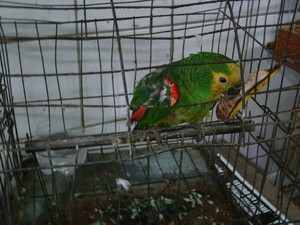 Animais eram comercializados por dono de casa na Zona Sul de Teresina (Fot Gil Oliveira/ G1)
