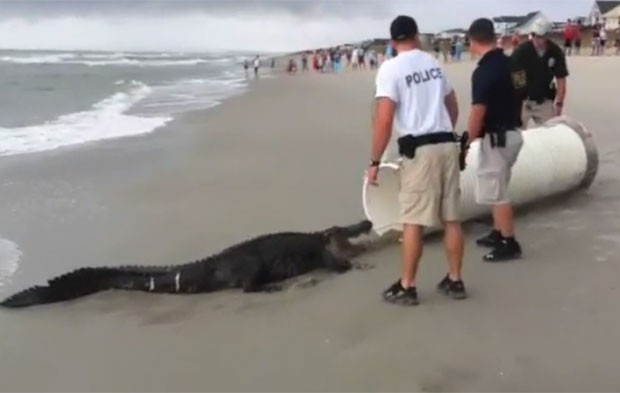 Aligátor de mais de três metros foi capturado em praia em Holden Beach. (Foto: Reprodução)