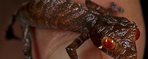 Lista reúne 'lagartixa satânica' e outros filhotes ( Ken Bohn/San Diego Zoo/Reuters)