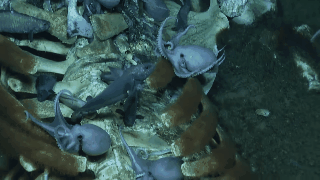 Carcaça foi encontrada a uma profundidade de 3238 metros no Santuário Marinho Nacional de Monterey Bay e parece ser relativamente recente (Foto: Reprodução Youtube  EVNautilus)
