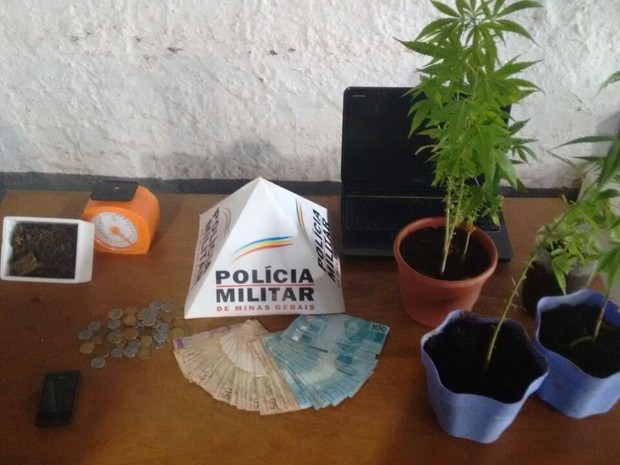 Polícia apreende pés de maconha e casal é detido em Ituiutaba, MG (Foto: Polícia Militar/Divulgação)