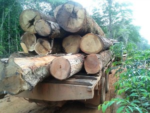 Maior parte da madeira apreendida estava pronta para transporte numa clareira, segundo a polícia. (Foto: Assessoria / Polícia Civil)