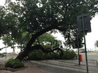 Chuva e vento provocam queda de dez árvores no Rio, informa  prefeitura     