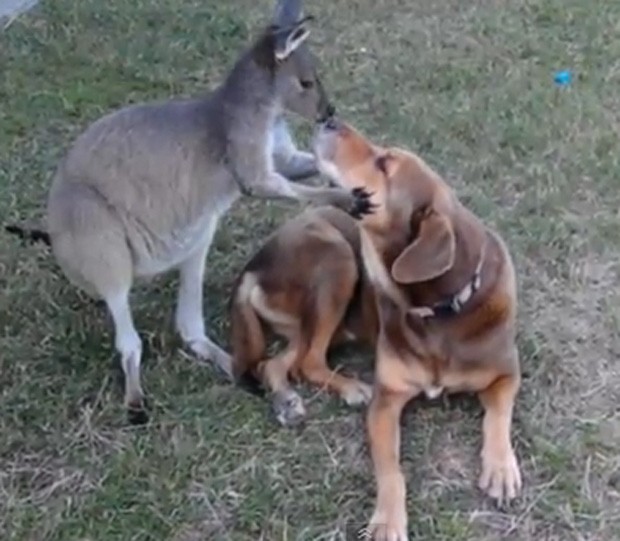 Animais foram vistos brincando e trocando carícias em parque (Foto: Reprodução)