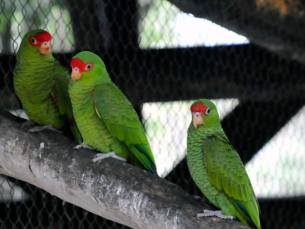 Papagaio-charão procriou durante a primavera (Foto: Divulgação Gramadozoo/Caroline Zanchi)