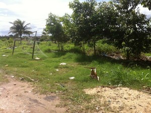 Filhotes foram resgatados nas proximidades de um campo de futebol (Fot Camila Henriques/G1 AM)