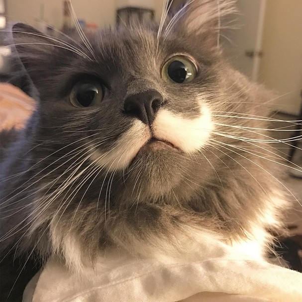 Miau Se Voce Ama Gatos Precisa Seguir Estes 10 Perfis No Instagram Revista Glamour Must Share Imágenes tiernas y graciosas de gatitos ideales para usar como foto de perfil en el wasap. revista glamour globo