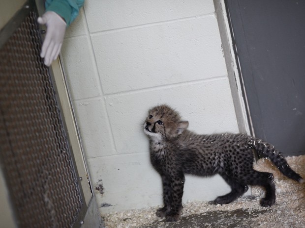 Um filhote de guepardo com dois meses de idade que nasceu no Instituto Smithsonian. (Foto: Luke Sharrett/The New York Times)