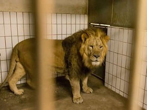 Zoologico Que Gerou Polemica Ao Matar Girafa Sacrifica Quatro Leoes Natureza G1