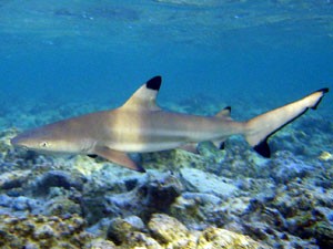 Tubarão da espécie Carcharhinus melanopterus (Foto: Creative Commons/David Burdick)