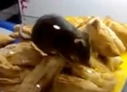 Homem flagra rato em vitrine de aeroporto (Reprodução/YouTube/TheParadise)