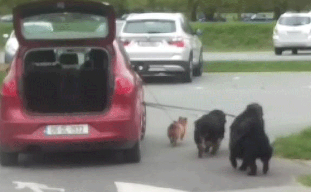 Dono 'preguiçoso' usa carro para levar cães passear na Irlanda (Foto: Reprodução/YouTube)