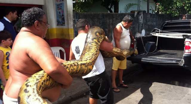 Cobra de aproximadamente 6m de comprimento (Foto: Tiago Melo/G1 AM)