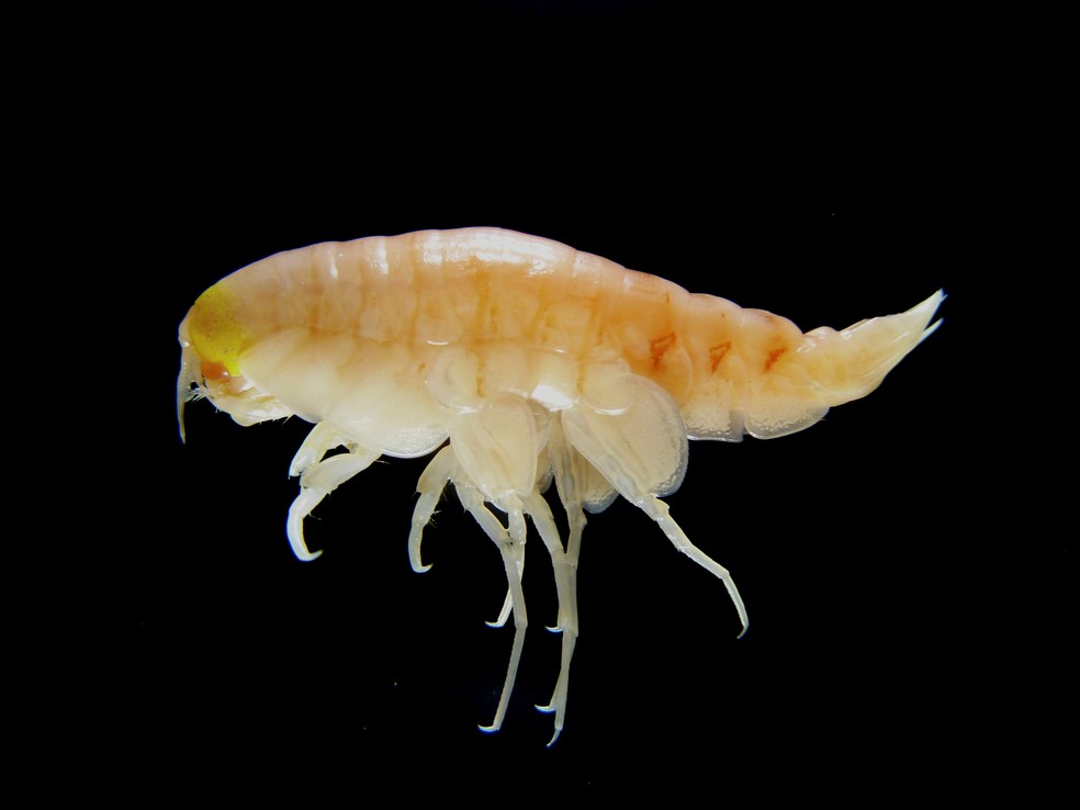 Um dos crustáceos analisados pelos pesquisadores (Foto:  Alan Jamieson/Newcastle University/Handout via Reuters)