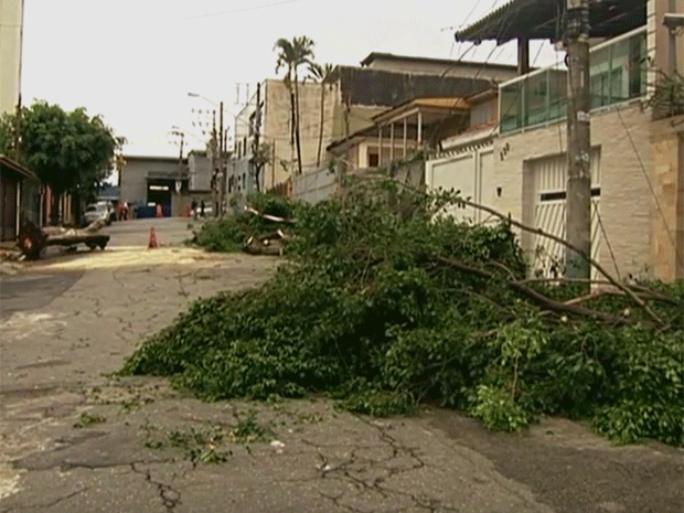 Árvore cai e bloqiea via na Zona Norte de SP (Foto: Reprodução TV Globo)