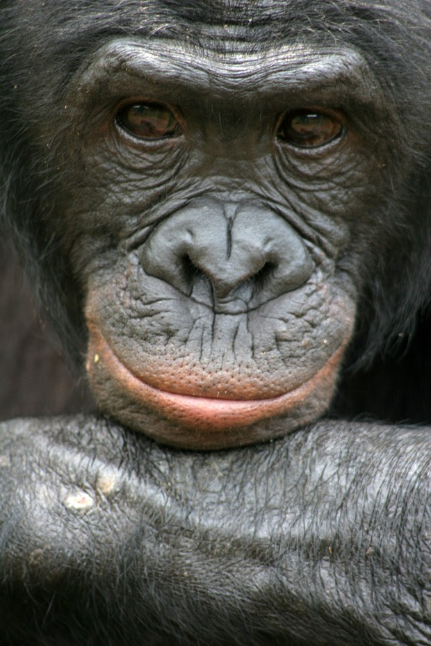 O bonobo Mikeno, no Congo, é mostrado em foto sem data cedida pela associação Amigos dos Bonobos (Foto: AP)