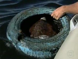 Tartaruga morta na baia de guanabara - bom dia brasil (Foto: bom dia brasil)