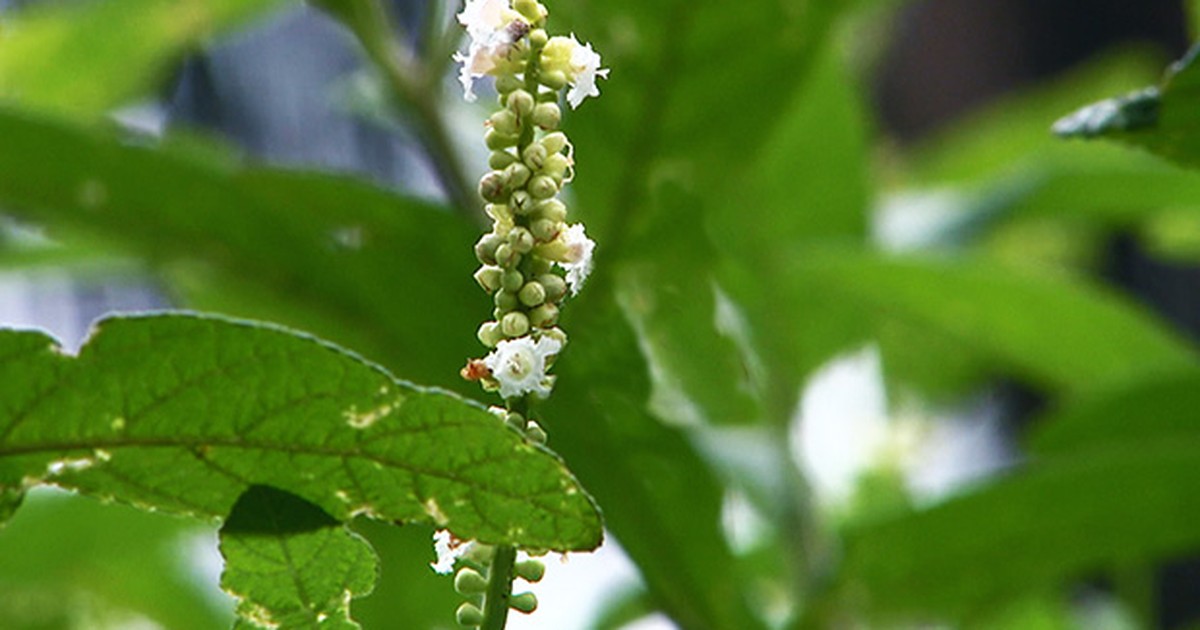 G1 Chá de ervabaleeira faça da forma correta e aproveite os benefícios notícias em Terra