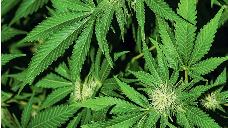 a cannabis, que não dá barato, tem uso medicinal, industrial e mercado crescente. O país tem solo  e clima propícios para a planta,  mas o cultivo é proibido   (Foto: Getty Images)
