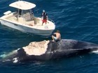 Australiano se desculpa por 'surfar' em carcaça de baleia rodeada de tubarões