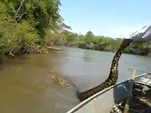 Vídeo que mostra perseguição a sucuri em rio tem 4 mi visualizações (Foto: Reprodução/ Youtube/ ViralVidsTV)