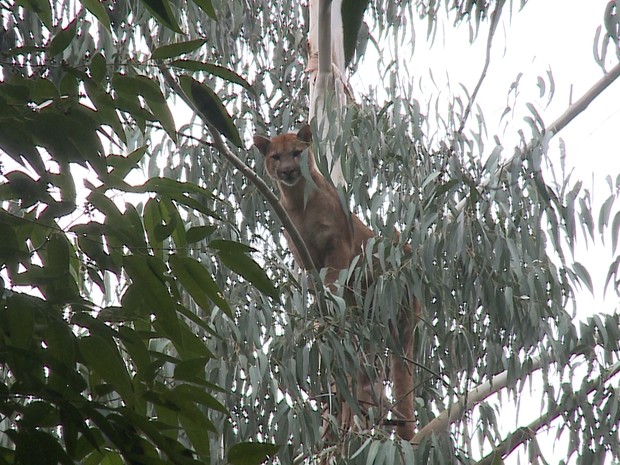Presença do animal na região do RS é considerada rara (Fot Reprodução/RBS TV)