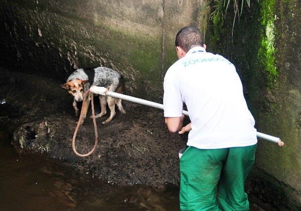 Cadela cai em canal de Praia Grande, SP (Foto: Divulgação/Prefeitura de Praia Grande)