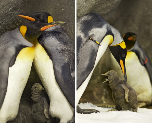Casal de pinguins machos cuidam de filhote, nascido há um mês (Foto: Divulgação/Ard Joungsma/Zoológico Odense)