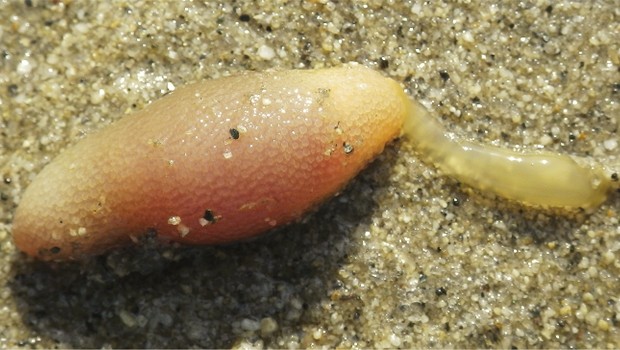 Verme da espécie 'Arhynchite hayaoi', recém-identificada no mar do Japão (Foto: Divulgação/ZooKeys)