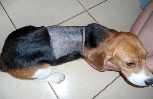 Beagles foram levados por ativistas de laboratório de pesquisas em São Roque (Foto: Arquivo Pessoal)