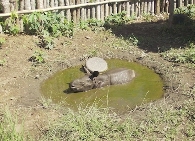 Rinoceronte órfão dentro de poça d'água em seu abrigo, no Parque Nacional de Manas (Foto: Divulgação/Bipul Nath/WWF Índia)