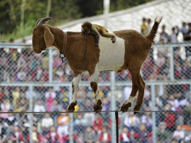 Cabra e macaco são atração em zoológico na China (Foto: Agência Reuters)