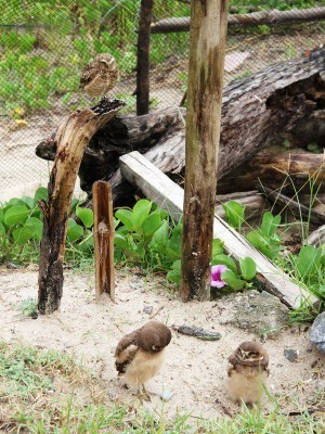 Coruja e filhotes ficam no praião, em Itanhaém (Foto: Kátia Doenz/Prefeitura de Itanhaém)