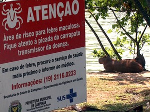 Capivaras encontradas na Lagoa do Taquaral, em Campinas (Foto: Reprodução EPTV) Capivaras encontradas na Lagoa do Taquaral, em Campinas (Foto: Reprodução EPTV)