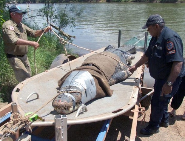 Crocodilo de 4,7 metros foi capturado em Daly River (Foto: Reprodução/Facebook/Northern Territory Parks and Wildlife)