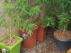 Homem é preso por cultivar maconha em casa em Aparecida de Goiânia