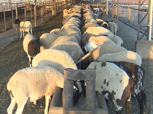 Cerca de 400 ovinos estão em exposição (Foto: Reprodução / TV TEM)