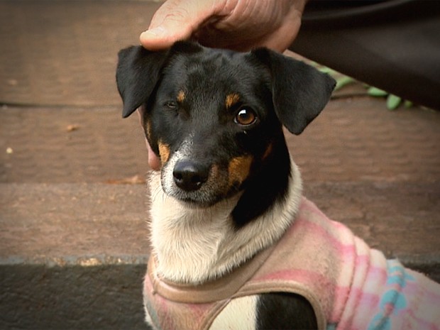 Cachorro cego foi encontrado no bairro Ipiranga em Ribeirão Preto (Foto: Reprodução EPTV)