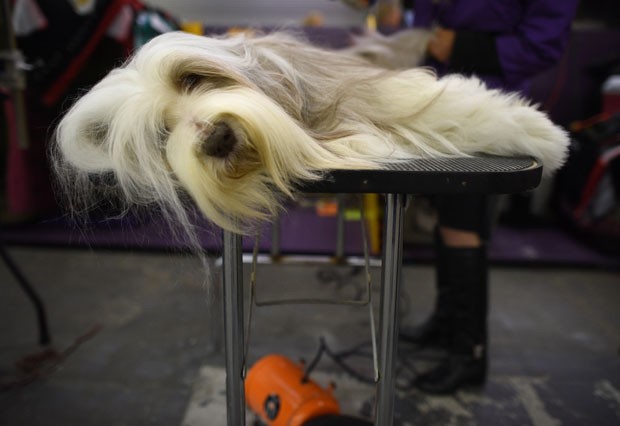 Cão da raça Bearded Collie é fotografado cansado em competição canina em NY (Foto: Timothy A. Clary/AFP)