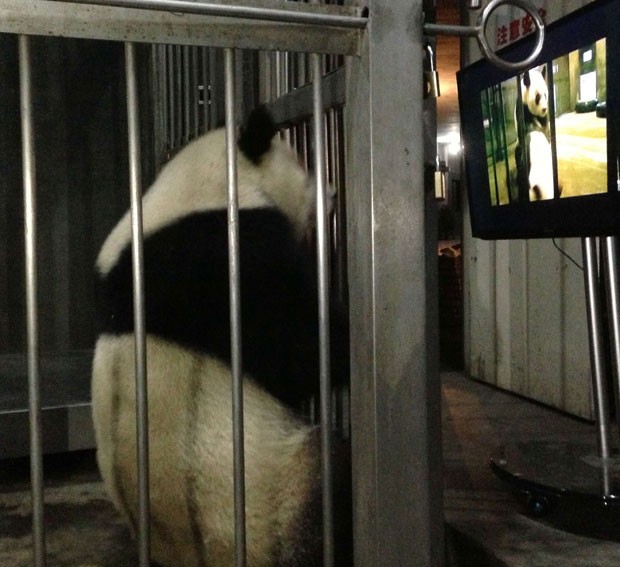 Ke Lin chegou até a ficar em pé durante a exibição do filme (Foto: Divulgação/Centro de Pesquisas com Pandas de Chengdu/Reuters)