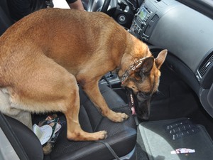 Cães farejadores encontraram quase 27 quilos de pasta base de cocaína. (Foto: Divulgação/ Polícia Federal)