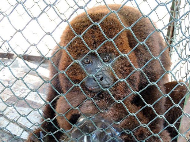 Macaco bugio foi resgatado pela Guarda Ambiental em Macaé (Fot Divulgação / Prefeitura)