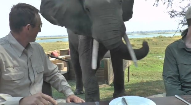 Elefante agressivo expulsou turistas de mesa durante jantar no Zimbábue (Foto: Reprodução/YouTube/Knockbaun)
